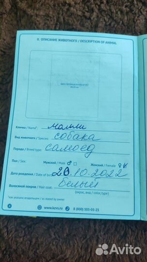 Отдам собаку Самоед