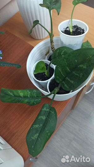 Диффенбахия