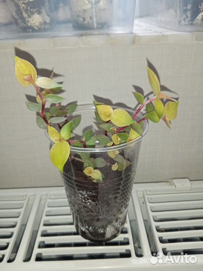 Каллизия и Традесканция