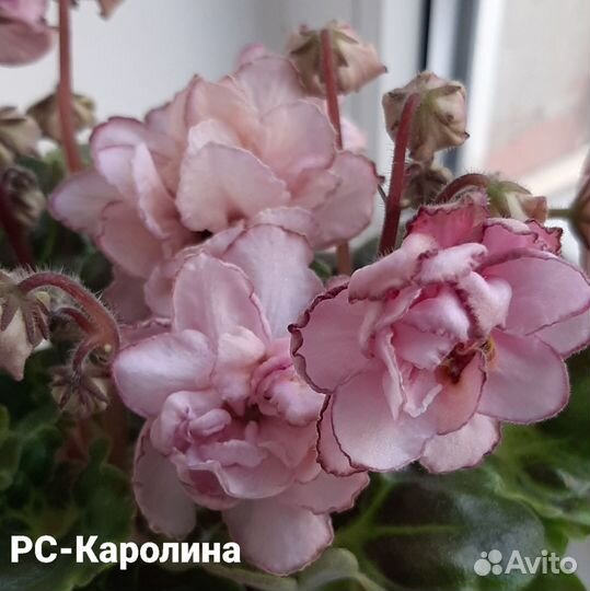 Детки сортовых фиалок