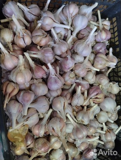 Продам чеснок