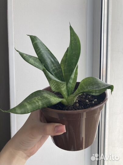 Сансевиерия щучий хвост комнатные растения