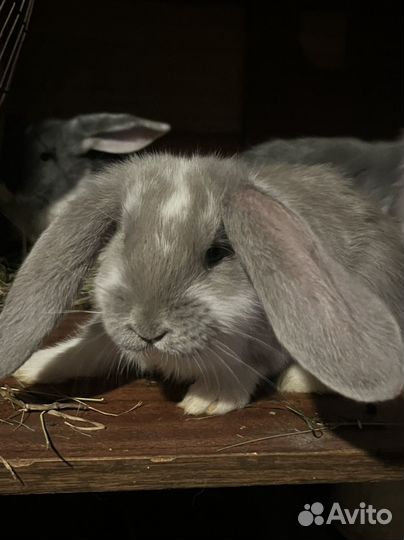 Французский баран