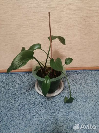 Дримиопсис