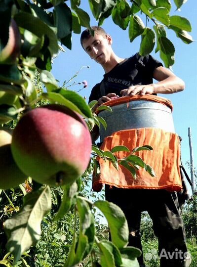 Сборщик на вахту