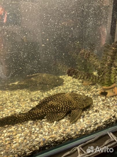 Сом птеригоплихт