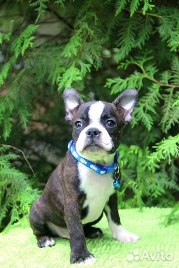 Бостон терьер. Мальчик