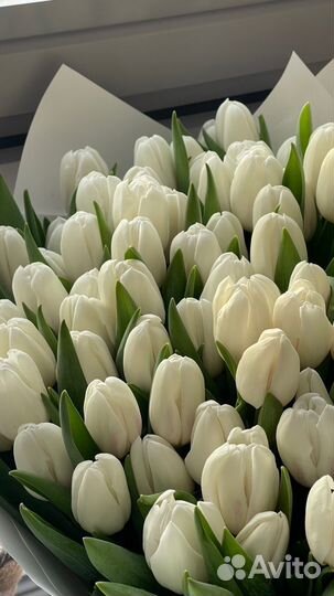 Тюльпаны к 8 марта