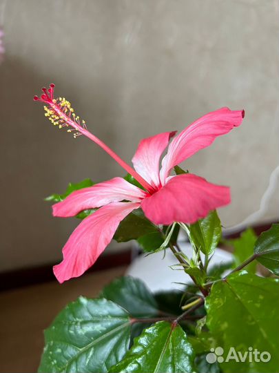 Гибискус пестролистный Купера