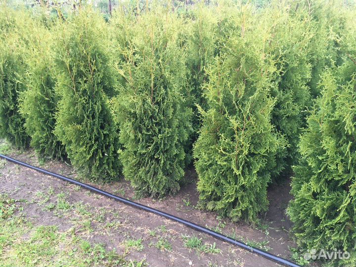 Туя Западная 210 см оптом из питомника Гарантия