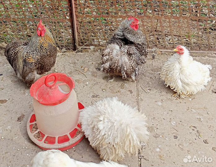 Цыплята Кохинхин Карликовый. Хризантема, Курчавые