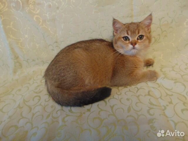 Шотландские котята