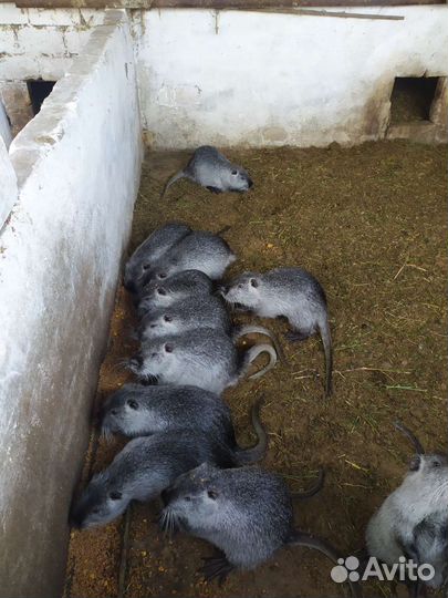 Молодые самцы