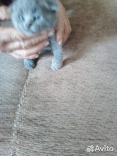 Британская вислоухая кошка