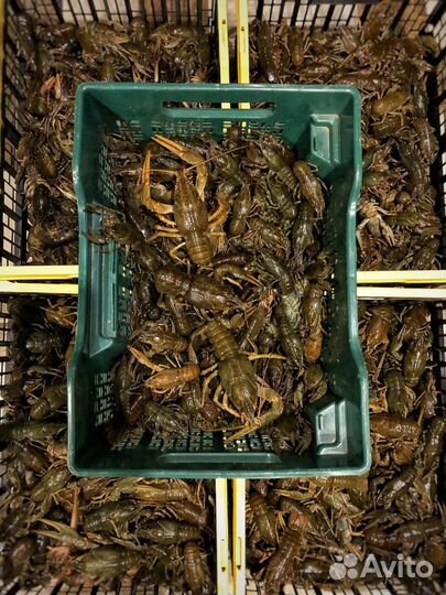 Раки с доставкой