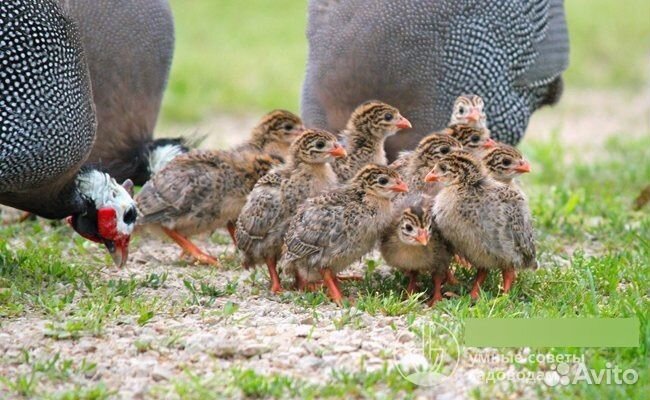 Суточная цесарка