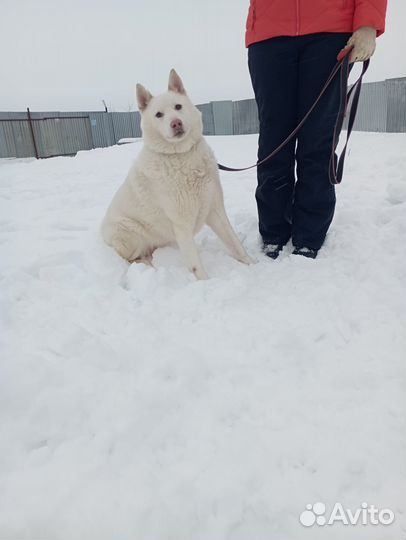 Собака метис