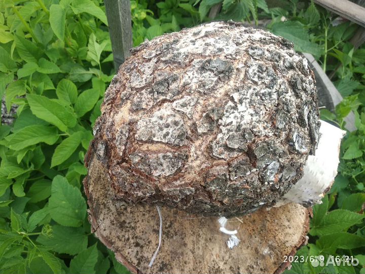 Кап,сувель березовый