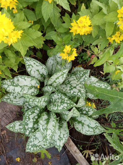 Астильбы,пион, много разных цветов