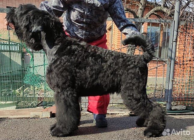 Русский Черный Терьер