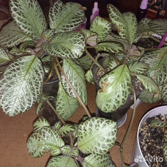 Комнатные растения разные-2 Обновлено*