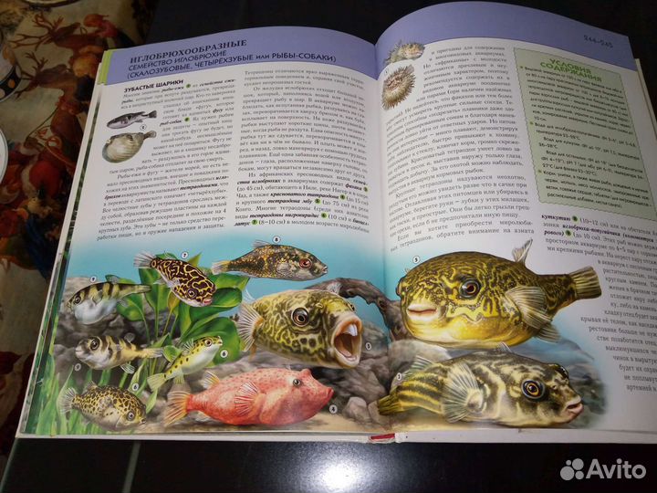 Аквариумистика