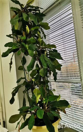 Офисные цветы