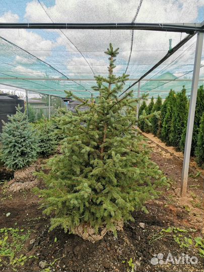 Ель голубая глаука
