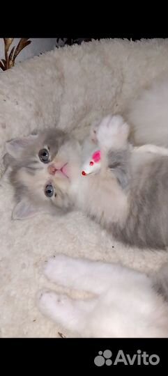 Котята