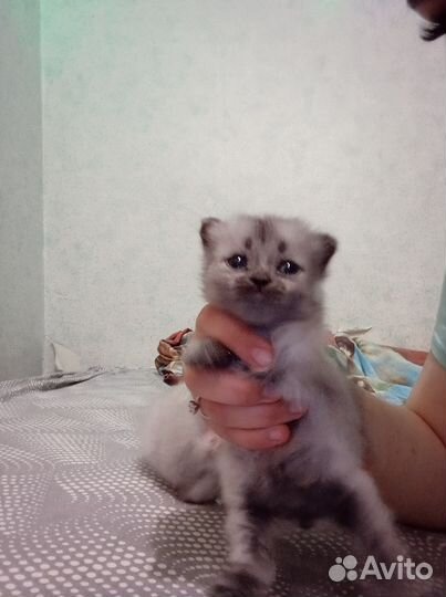 Шотландская