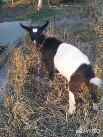 Продам козу