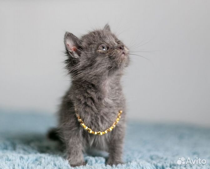 Котята в дар