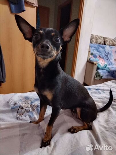 Мини той-терьер вязка