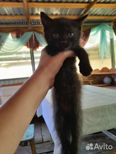 Русская голубая