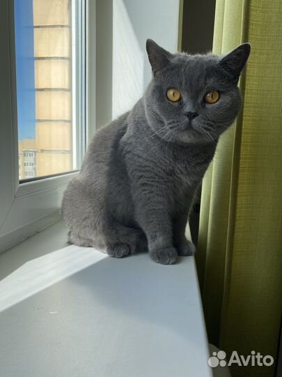 Британская кошка в дар