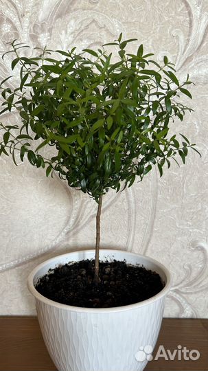 Миртовое дерево