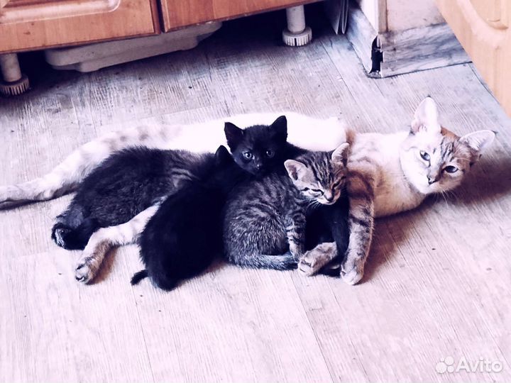 Котята в Дар