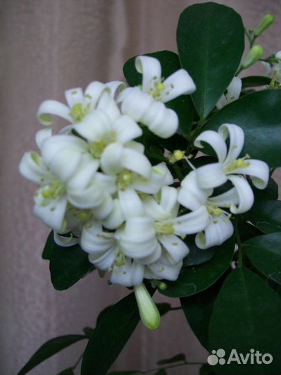 Муррайя экзотическая