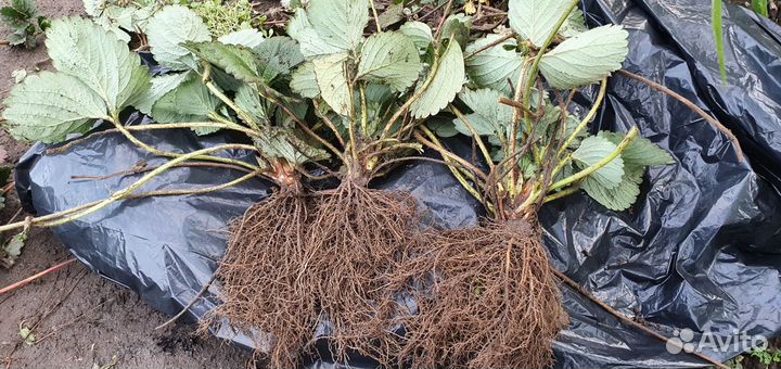 Рассада клубники Сопрано, Альба и др