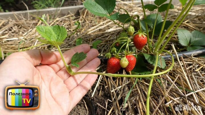 Рассада клубники усы краппо 10
