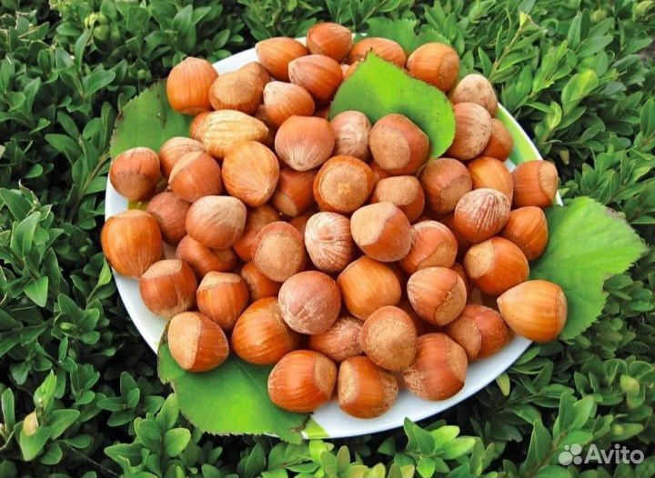 Саженцы фундука