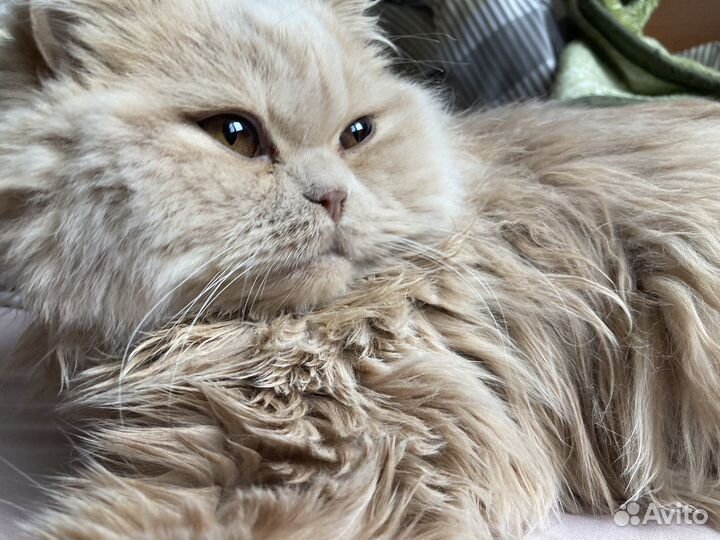 Персидская