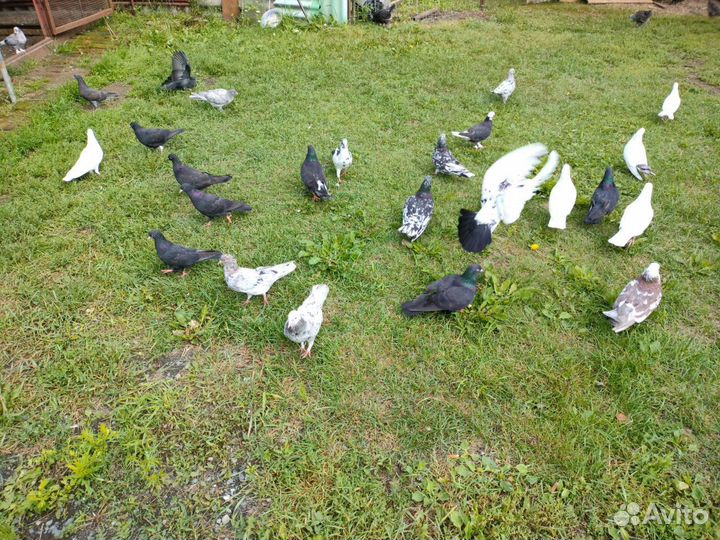 Бакинские голуби