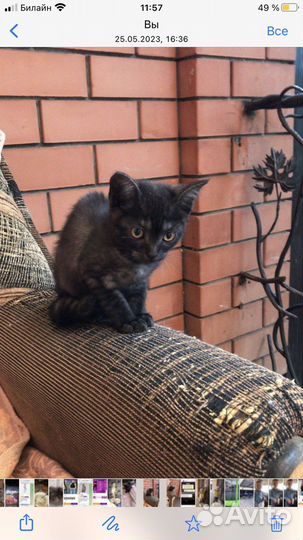 Черная британская девочка, бесплатно