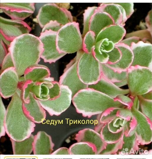 Седумы