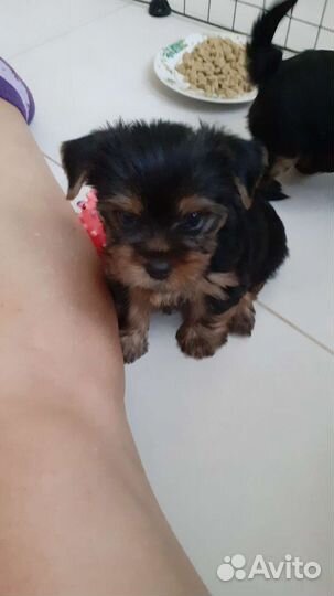 Щенки йоркшерского терьера