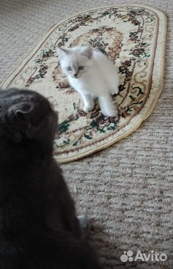 Котята в добрые руки бесплатно