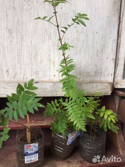 Рябина красная саженцы