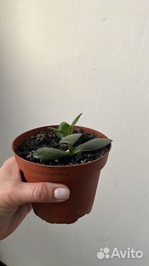 Денежное дерево толстянка