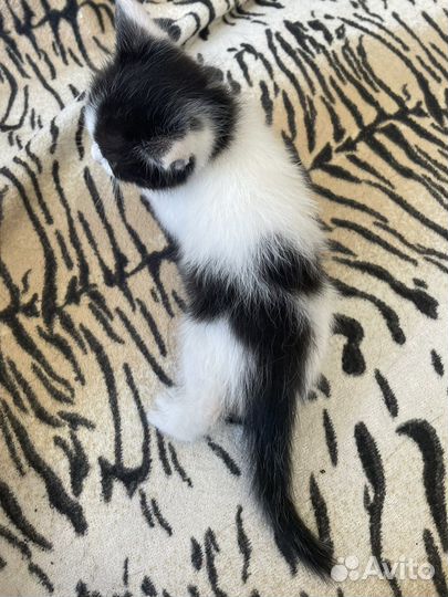 Котенок мальчик бесплатно